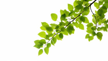 tree branch with green leaf isolated for object and retouch design
