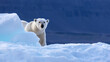 © Rixie - Polar bear, ursus maritimus, looks around the edge of an iceberg. Vikinge Bay, Scoresby Sund, Greenland. Blue background with space for text.