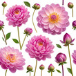 © jahidmoon026 - Beautiful pink dahlia flowers and buds in full bloom isolated on transparent background