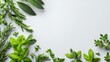 © Fartner - Fresh herbs arranged in a corner border on a light gray surface