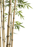 Natural Bamboo Plant Cutout High-Quality Photography