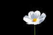 © Tetra Images - White Garden Cosmos (Cosmos bipinnatus) in bright sunlight