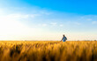 © Zoran Zeremski - Confident farmer standing in wheat field at sunset examining crop in his hands.