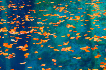 Wall Mural - autumn leaves on the surface of a clear lake. mountain lake. natural composition as a background and