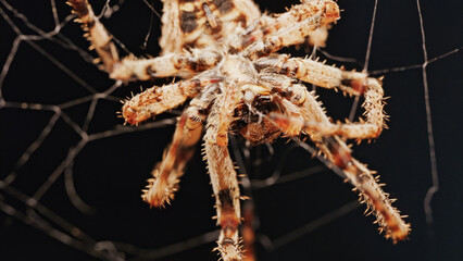 Macro close up spider on a web
