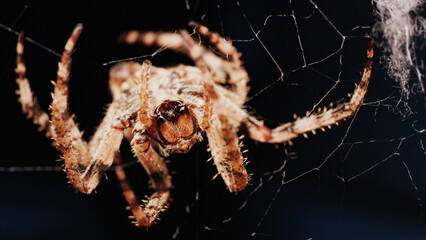 Macro close up spider on a web