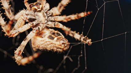 Macro close up spider on a web