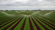 © PrabuanaAndika - Aerial Perspective of Irrigation System Watering Rows of Lettuce and Red Leaf Lettuce Crops Under a Cloudy Sky, Agricultural Landscape