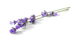 Lavender sprigs with purple flowers isolated. Lavender flowers on white.