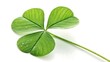 © mohammedsalim - Four leaf green clover isolated on white background symbol of luck