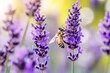 © Thanapong - Bee collecting nectar from lavender flower in sunlit garden, close up macro showing delicate wings and pollen covered legs, evoking peaceful natural beauty