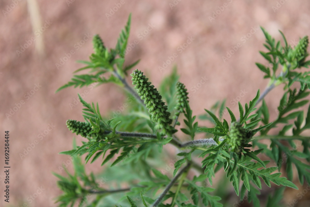 Annual Ragweed Ambroisie Feuilles D armoise Aufrechte Ambrosie annual-ragweed-ambroisie-feuilles-d-armoise-aufrechte-ambrosie