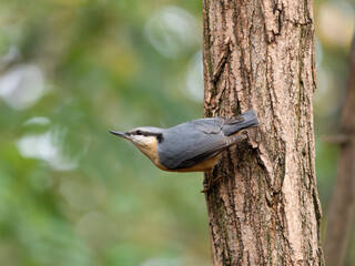 Wall Mural - Nuthatch, Sitta europaea