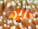 Clownfish nestled in sea anemone