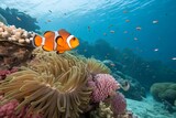Clownfish and anemone on atropical coral reef