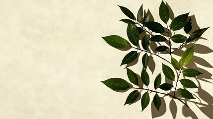 a tree's branch with green foliage against a white background and a leaf shadow on the wall