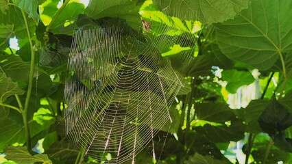 Macro close-up of a perfect, intact spider web in the middle of a green tree, featuring a cross spider. Sunlight illuminates every thread, highlighting the intricate details