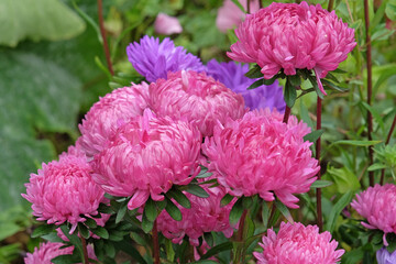 Wall Mural - Pink Callistephus, China aster or annual aster, in flower.
