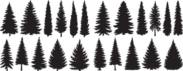 Silhouette of Evergreen Trees Set on White Background,Pine fir tree tall tree isolated premium vector image, black and white tree silhouettes,coniferous trees, pine trees,fir trees silhouettes set