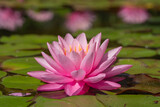 Nahaufnahme einer edlen Seerose in pink mit  vier Blüten im Hintergrund