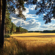 © Anup - Peaceful rural landscape featuring wheat fields and forest high resolution picture