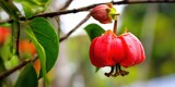The vibrant red flower of a Garcinia fruit tree in a natural setting is presented in detail.