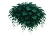 © Krtola  - Green leaf cluster hanging elegantly, draping with natural grace, providing botanical visual interest against transparent backdrop for design enhancement