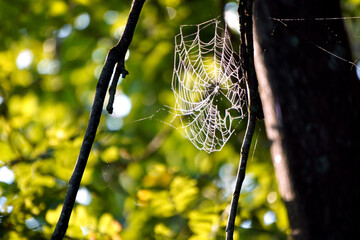 Spider web near tree