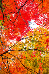 looking up at vibrant red orange and yellow autumn leaves creates a stunning fall scene.
