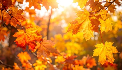 autumnal maple leaves backlit by sun
