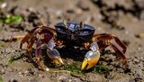 Close-up of a dark crab on muddy ground