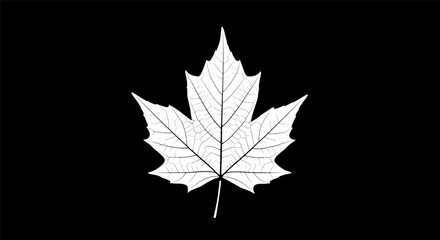 Simple white silhouette of a single autumn leaf on black background.