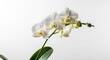 © Ashley - A cluster of elegant white orchid blooms with green buds and leaves on a stem set against a soft bright background