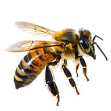 Honeybee close-up, isolated on transparent background.
