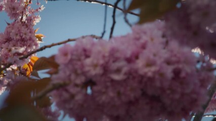 Wall Mural - Slow motion pan focusing on pink sakura blossom cluster with sunlight shining through branches on a clear day