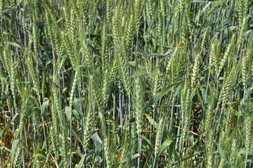 Wall Mural - spikelets. Fresh green young unripe juicy spikelets of wheat on a blurred green field. Oats, rye, barley. harvest in spring or summer, closeup of a field. agricultural field, agriculture, farmland