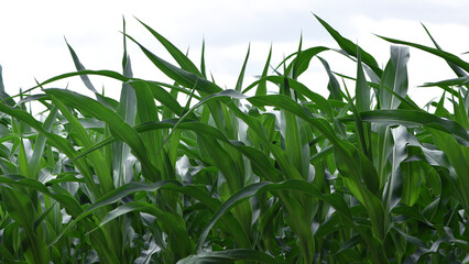 Wall Mural - green corn leaves. Corn farm. photo of corn field. concept of good harvest, agricultural. Field of corn in spring or early summer. industrial background. close-up