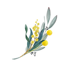 Australia native flowers elegant floral decor on white background. Vintage style watercolor illustration. Australian flora decoration design element from golden wattle, billy buttons, gum tree leaves