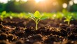 © Gerhana - A young plant emerges from fertile soil, bathed in sunlight