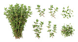 Isolated Thyme Herb Assortment