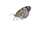 Weißer Schmetterling Schachbrettfalter freigestellt, transparent ohne Hintergrund