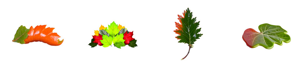 Wall Mural - Collection of assorted colorful autumn leaves with wet texture, isolated on black, cut out
