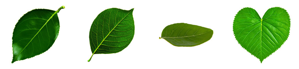 Wall Mural - Four distinct green leaves with prominent veins on a transparent background, cut out