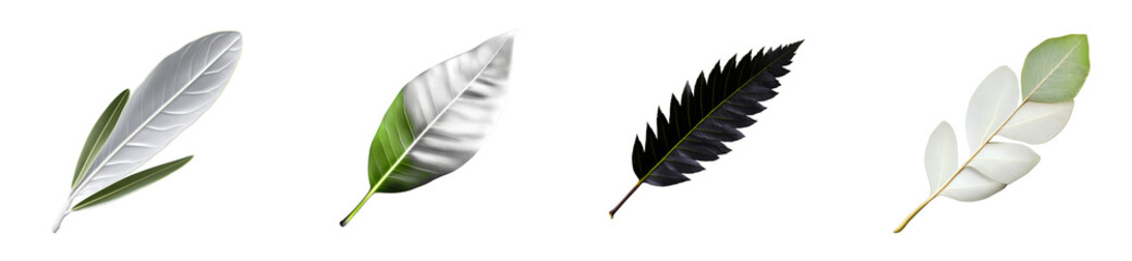 Wall Mural - Set of four unique leaf types on transparent background, cut out