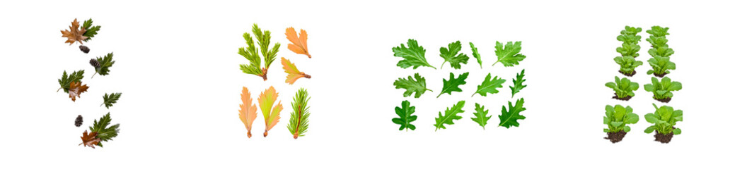 Wall Mural - Four Arrangements of Autumn Leaves, Pine Needles, and Leafy Greens, cut out