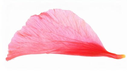 delicate pink hibiscus petal close-up showcasing soft texture and vibrant hues for elegant botanical designs or commercial background