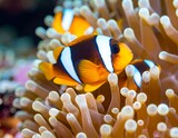 Two clownfish nestled in a vibrant sea anemone