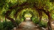 © traitip - Grapevines arching over sunny countryside walkway