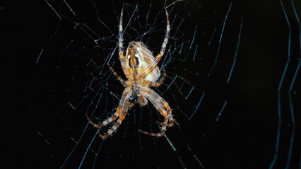 spider on a web