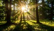 © Janu - Sunlight streams through a lush forest